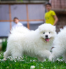 Photo №1. samoyed dog - for sale in the city of Нови Сад | Is free | Announcement № 100619