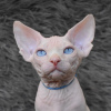 Photo №1. sphynx cat - for sale in the city of Simferopol | 473$ | Announcement № 17777
