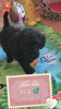 Additional photos: miniature poodle cute puppies