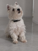 Photo №2 to announcement № 79264 for the sale of west highland white terrier - buy in Serbia breeder