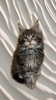 Photo №1. maine coon - for sale in the city of Ногинск-9 | negotiated | Announcement № 13433
