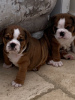 Photo №3. English bulldog puppies available for sale. Germany