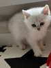 Photo №4. I will sell british shorthair in the city of Warsaw. breeder - price - 400$