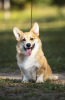 Photo №2 to announcement № 68881 for the sale of welsh corgi - buy in Russian Federation breeder