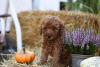 Photo №2 to announcement № 70819 for the sale of poodle (dwarf) - buy in Serbia breeder