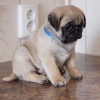 Photo №1. pug - for sale in the city of Santa Cruz de la Sierra | negotiated | Announcement № 112293