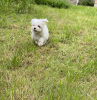 Photo №2 to announcement № 10999 for the sale of maltese dog - buy in Ukraine from nursery, breeder
