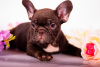 Photo №2 to announcement № 19386 for the sale of french bulldog - buy in United States from nursery