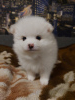 Photo №2 to announcement № 45527 for the sale of pomeranian - buy in Ukraine private announcement