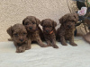 Additional photos: TOY Red Poodles - Puppies for sale