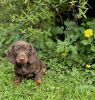 Photo №2 to announcement № 103511 for the sale of dachshund - buy in Germany private announcement