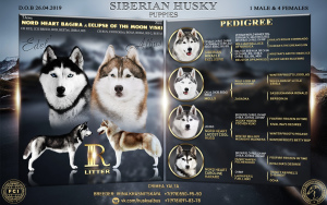 Additional photos: High-breed puppies of the Siberian Husky breed