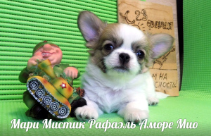 Additional photos: Chihuahua puppies mini and standard, g - w and d - w