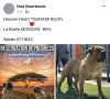 Photo №2 to announcement № 103223 for the sale of boerboel - buy in Serbia breeder