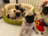 Photo №1. pug - for sale in the city of Edinburgh | Is free | Announcement № 71134