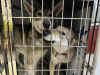 Photo №1. czechoslovakian wolfdog - for sale in the city of Shanghai | 3000$ | Announcement № 89551