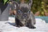 Photo №4. I will sell french bulldog in the city of Munich.  - price - 317$