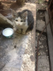 Photo №3. Small fluffy white and gray kitten on the street. Russian Federation