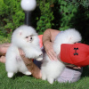 Photo №1. pomeranian - for sale in the city of Vilnius | 423$ | Announcement № 36090