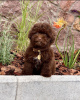 Photo №3. Adorable Cavachon puppies. Germany