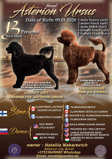 Photo №1. portuguese water dog - for sale in the city of Вашингтон | 2000$ | Announcement № 5626