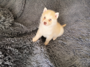 Photo №2 to announcement № 6748 for the sale of non-pedigree dogs - buy in Russian Federation from nursery