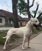 Additional photos: dogo argentino