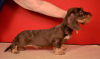Additional photos: Brown and tan standard wirehaired dachshund puppy