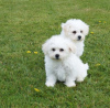 Photo №1. bichon frise - for sale in the city of Hagen | Is free | Announcement № 123643