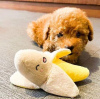 Photo №1. poodle (toy) - for sale in the city of Трентам | 490$ | Announcement № 89894