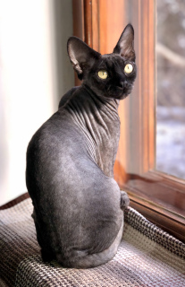 Photo №2 to announcement № 5718 for the sale of devon rex - buy in Ukraine from nursery, breeder