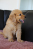 Additional photos: GOLDEN RETRIEVER-golden and dark gold puppies, ZKwP, after champions,