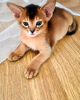 Additional photos: Abyssinian kittens of wild color