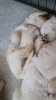 Photo №2 to announcement № 111886 for the sale of golden retriever - buy in United States breeder