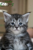 Photo №1. maine coon - for sale in the city of St. Petersburg | 757$ | Announcement № 10933