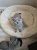 Photo №4. I will sell british shorthair in the city of Dusseldorf. from nursery, from the shelter, breeder - price - 370$