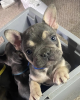 Additional photos: French Bulldog Puppies Puppy Kc Blue Lilac Tans