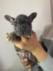 Additional photos: French Bulldog Puppies Puppy Kc Blue Lilac Tans