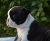 Photo №1. boston terrier - for sale in the city of Belgrade | negotiated | Announcement № 114441