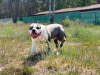 Photo №2 to announcement № 9961 for the sale of non-pedigree dogs - buy in Poland from nursery, breeder