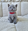 Photo №2 to announcement № 104274 for the sale of british shorthair - buy in Russian Federation breeder