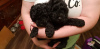 Photo №3. miniature poodle puppies. Germany