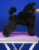 Photo №3. Black Poodle toy. Serbia