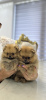 Photo №3. Pomeranian Puppies. Serbia