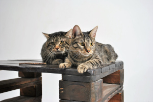 Additional photos: Available to reserve Kurilian Bobtail kittens