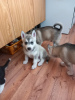 Photo №1. siberian husky - for sale in the city of Эребру | Is free | Announcement № 89567