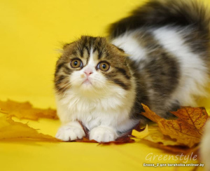 Photo №1. scottish fold - for sale in the city of Minsk | 104$ | Announcement № 1878