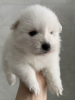 Photo №4. I will sell japanese spitz in the city of Москва.  - price - 750$
