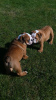 Photo №3. Top Bloodline English Bulldog Puppies. Norway