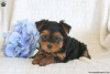Photo №3. Yorkshire terrier puppies. Germany